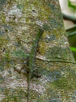 Dracek - Draco taeniopterus - Barred gliding lizard o1475